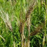 In the field, ready to harvest - several Callao Barley spikes with their awned semi-compact spikes holding plump hulled kernels