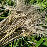 A bundle of freshly harvest Callao Barley tillers with their semi-compact spikes of awned, plump hulled kernels - in the field