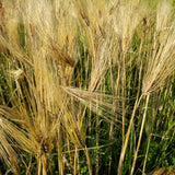 Dutchess Barley ripening in the field