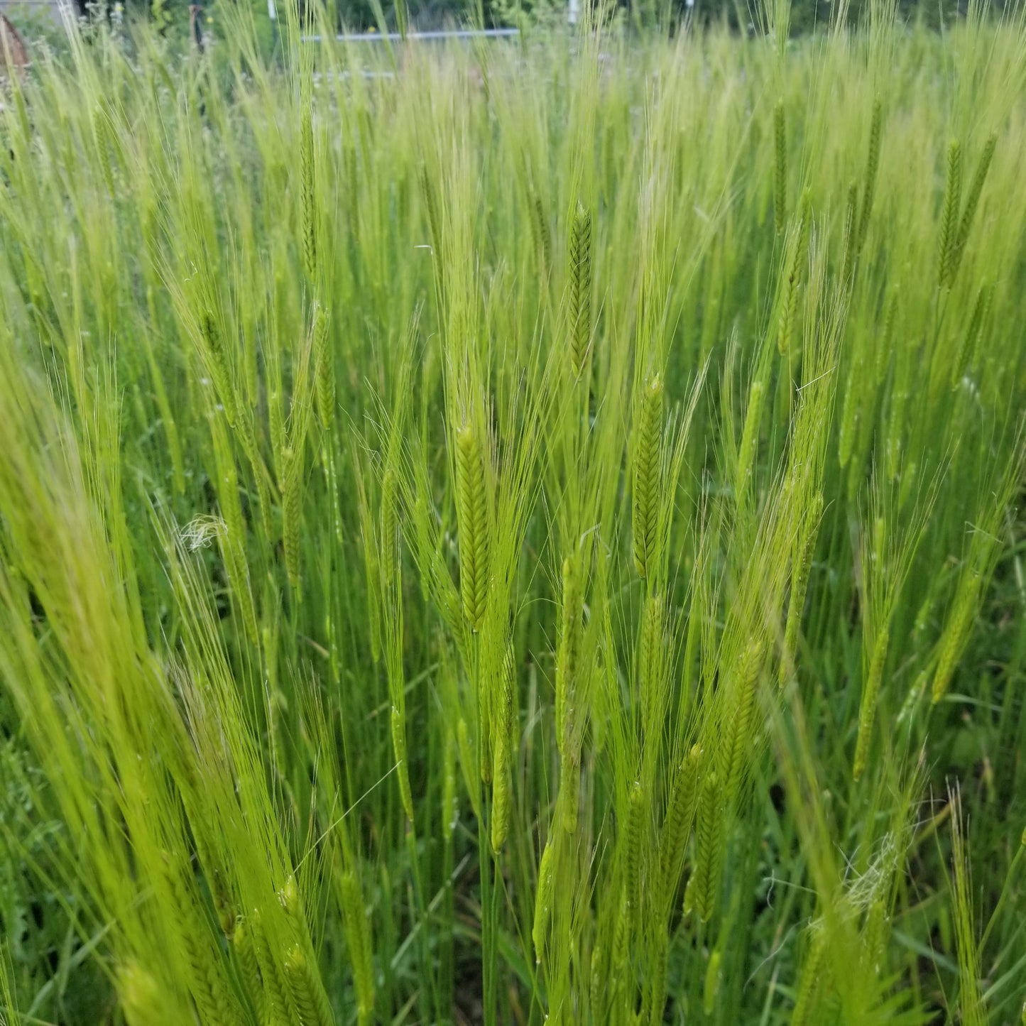 Einkorn (Fall Planted) dark hulled type