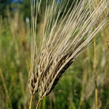 Hudson Barley with long awns