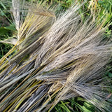 Hudson Barley with long awns bundle