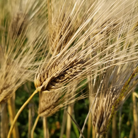 Schuyler Barley well awned head
