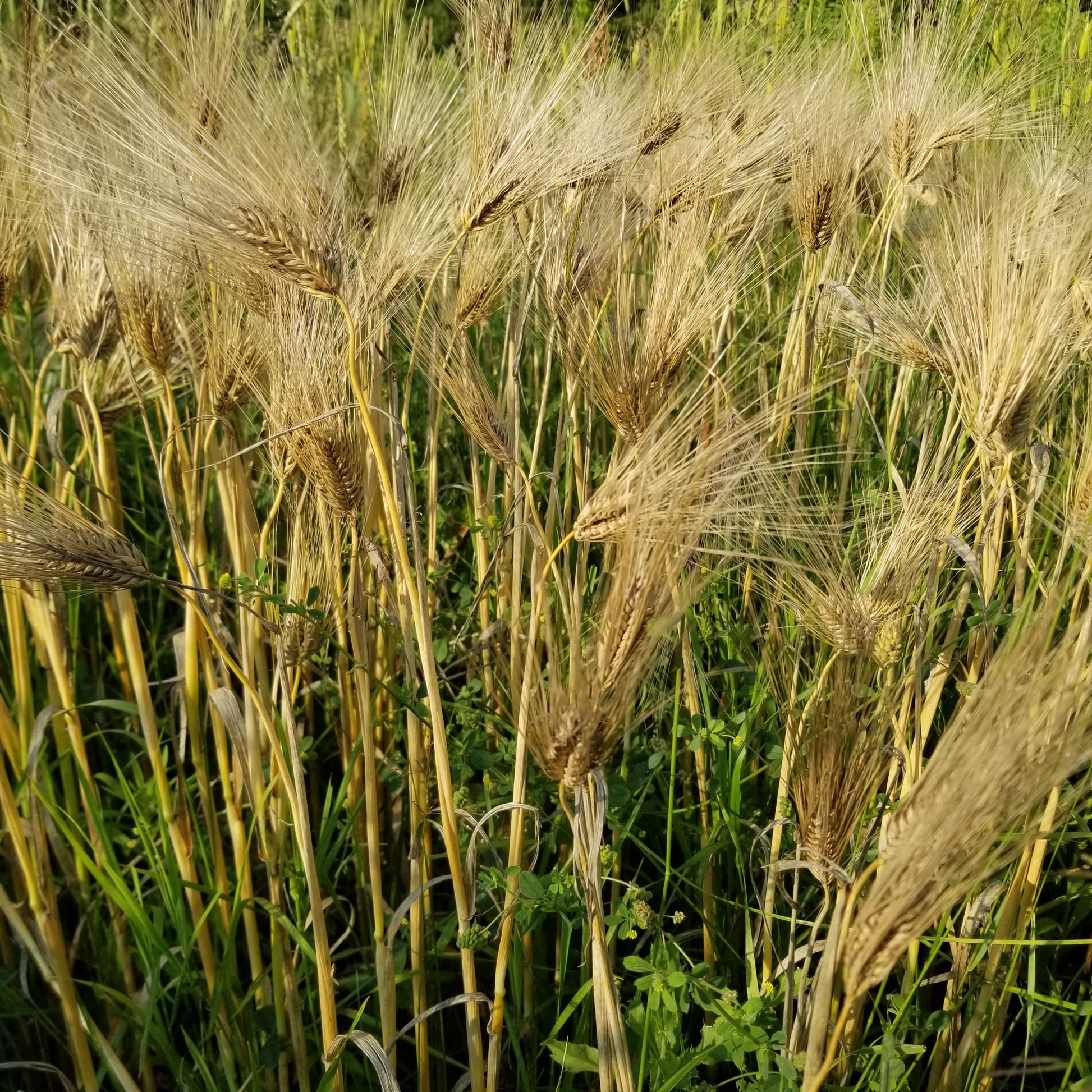 Schuyler Barley