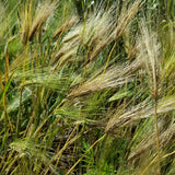 Wintermalt Barley waving in the wind