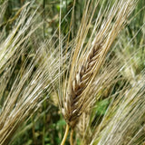 head of Wintermalt Barley