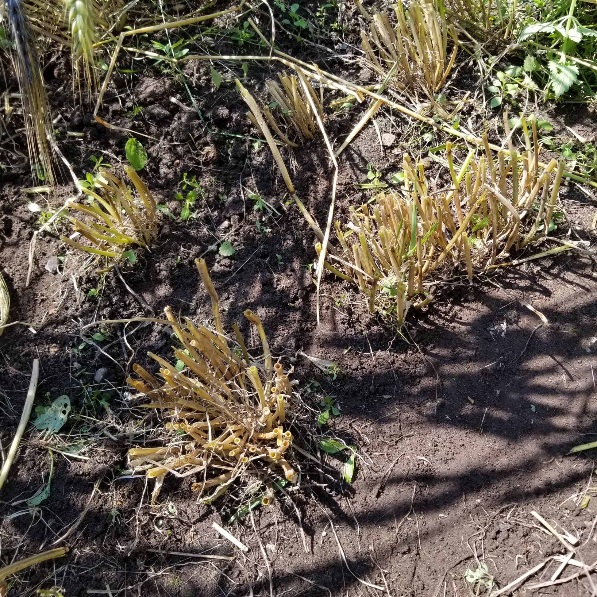 Abyssinian Winter Barley has amazingly robust tillering - post harvest plant view