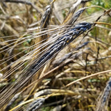 Abyssinian Winter Barley spikes have beautiful blue purple coloring