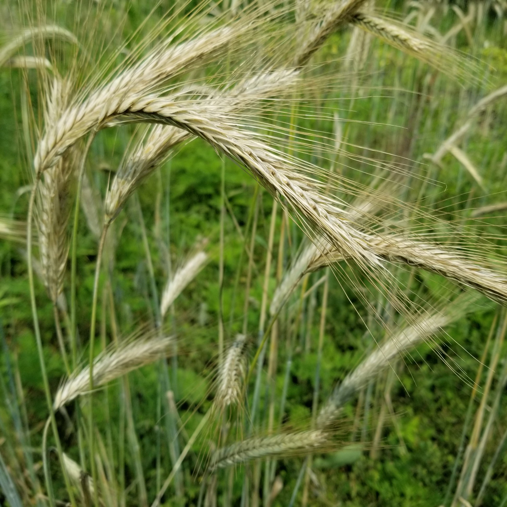 Danko Rye Seeds, Poland, Polish