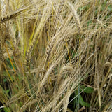 heads heavy with grain (barley)