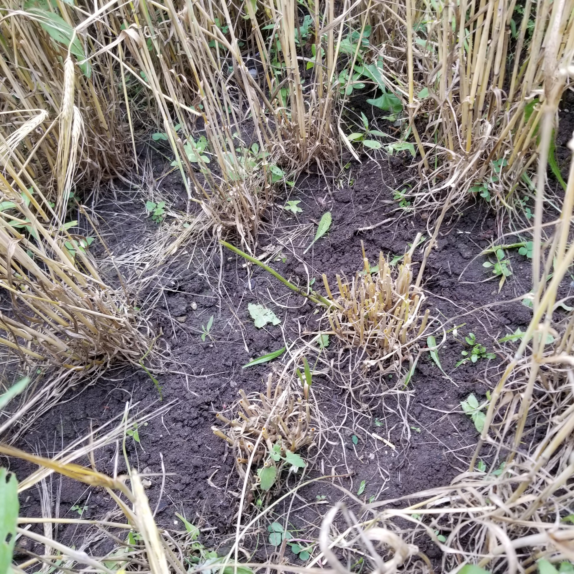 Robust tiller development