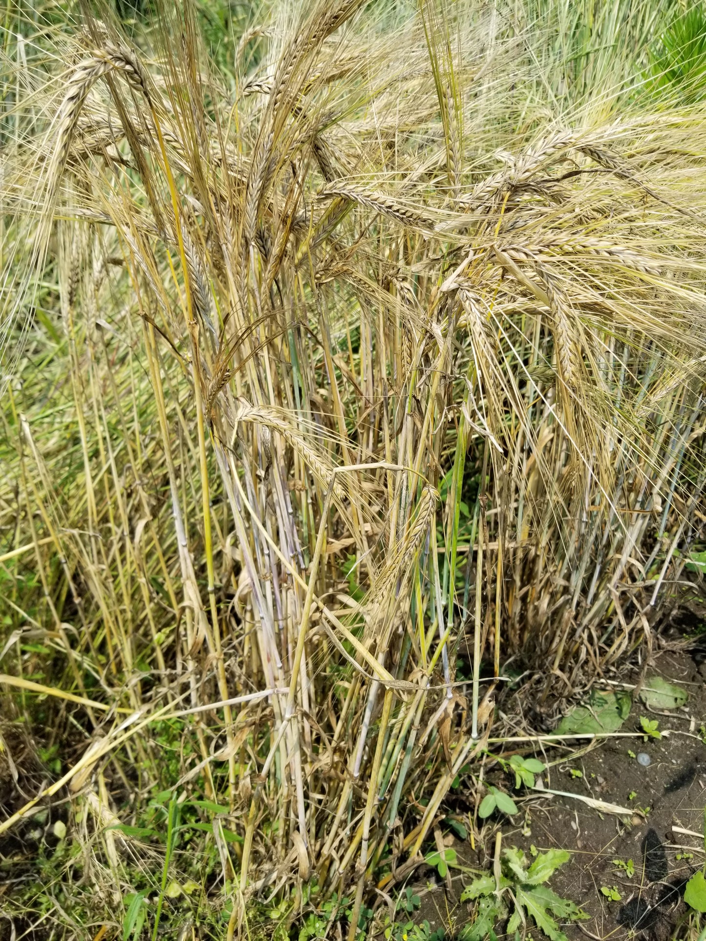 Fall Planted Sardinian Barley has excellent resistance to lodging