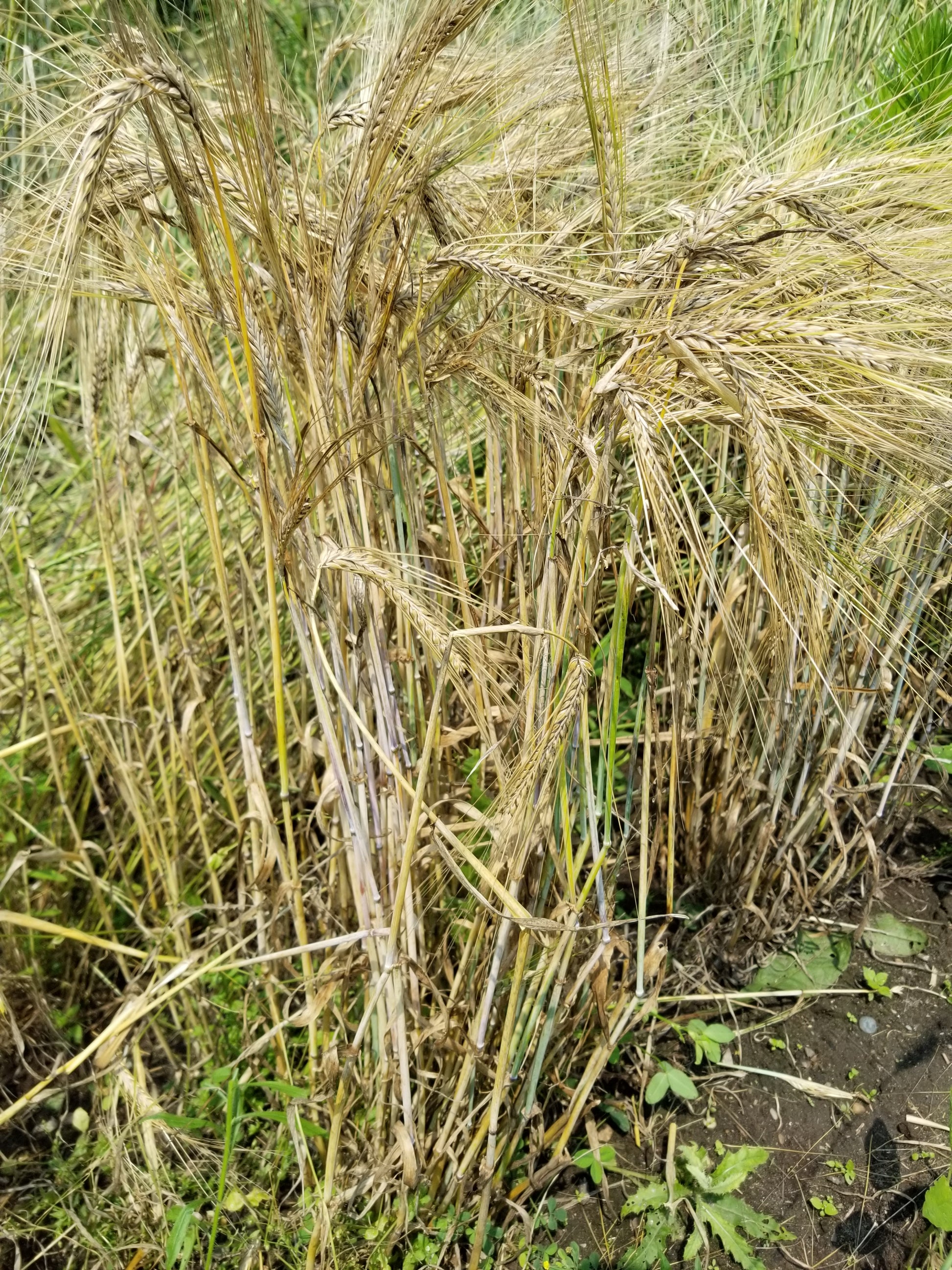 Fall Planted Sardinian Barley has excellent resistance to lodging