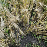 Harrison Barley did not lodge and did suppress weeds