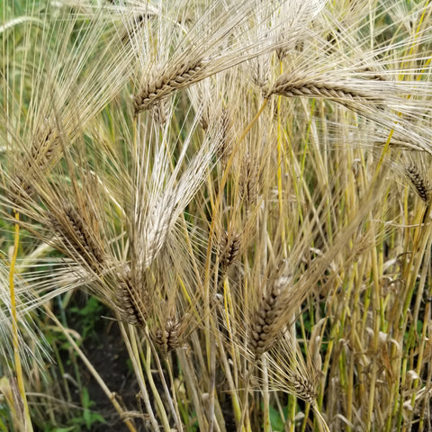 Harrison Barley ready for harvest has beautiful spiked awns
