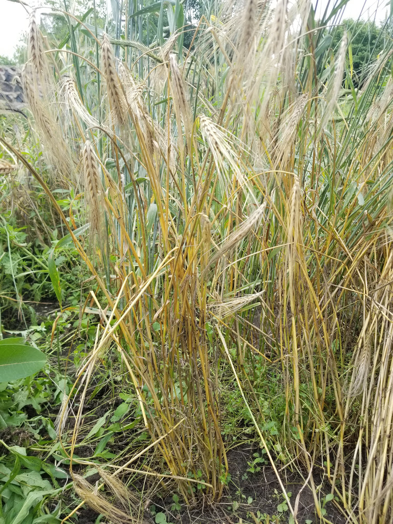 6 Rowed Barley Pulawski 6 Row Barley – Great Lakes Staple Seeds