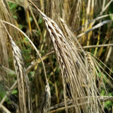 Urbanowicki Barley