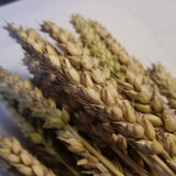 Dual Wheat awnletted spikes - ready for threshing - close-up view
