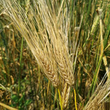 Wintermalt Barley