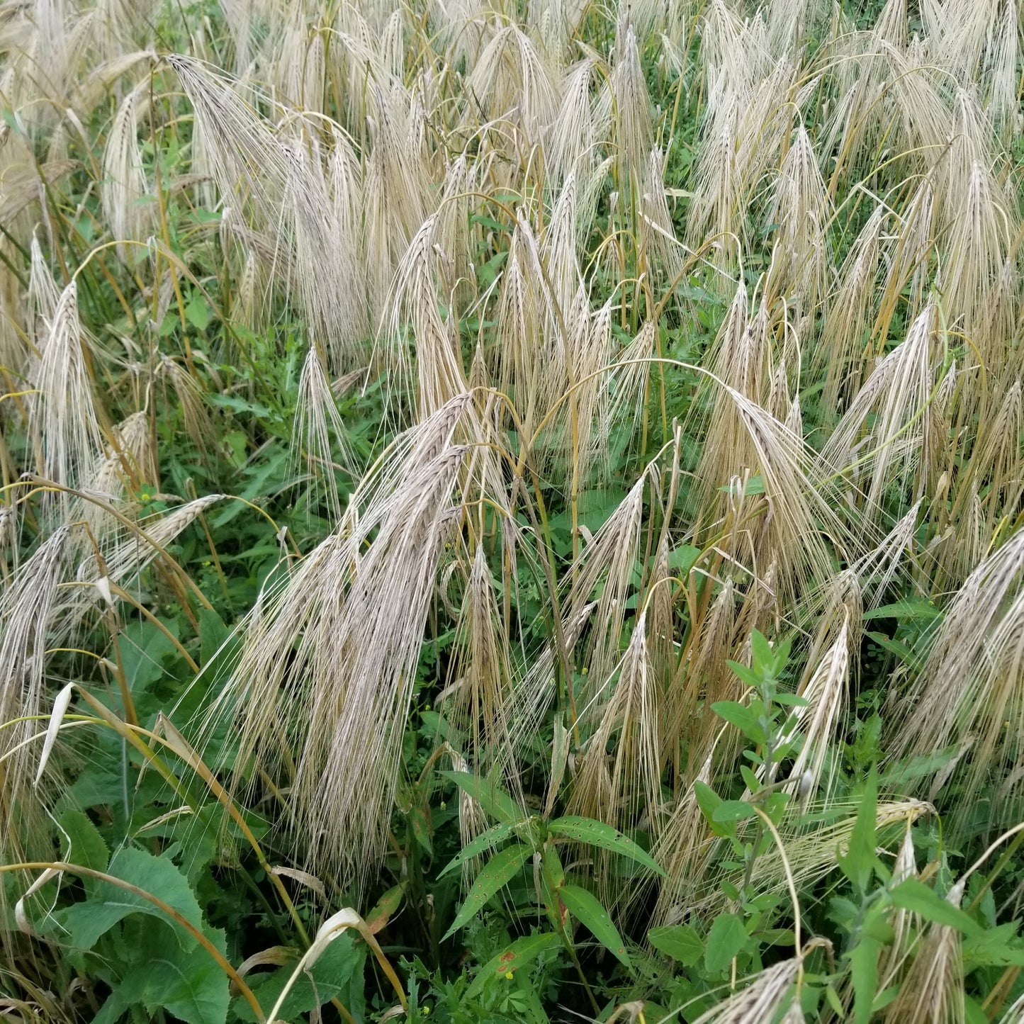 Bere Barley did fine with late weed pressure