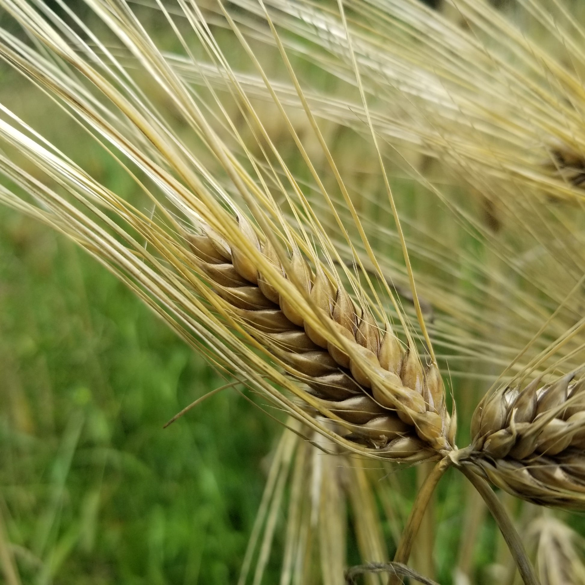 Dutchess Barley with beautiful long awns to protect it