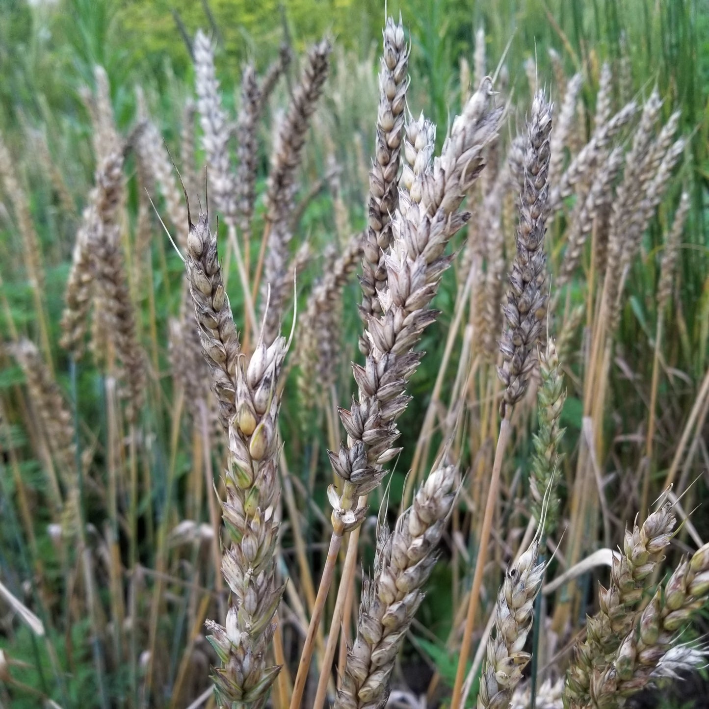 Field view - Augusta wheat spikes nearing maturity and harvest