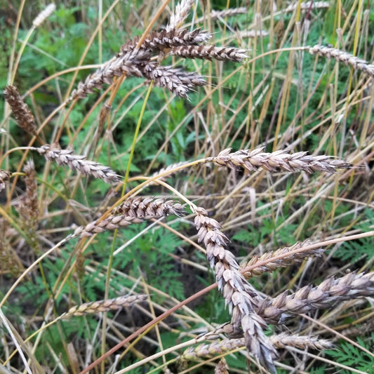 Red Clawson Wheat
