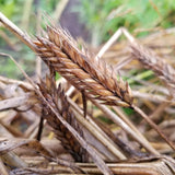 A close-up view of 6-rowed, compact, awnletted Catskill Barley spikes just harvested and ready for threshing