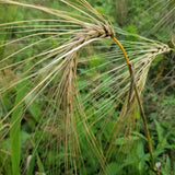 Fimbul Barley