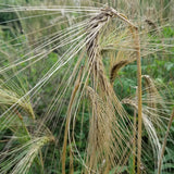 Fimbul Barley