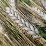 Heritage Largo Wheat