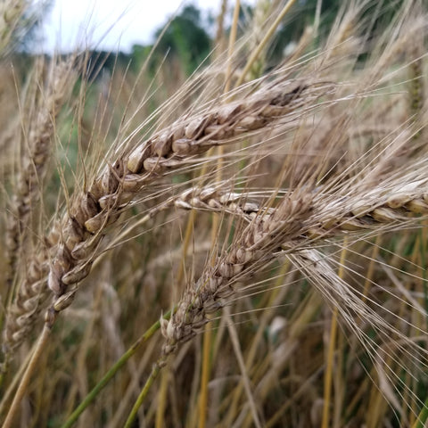 Kastická Osinatká Wheat