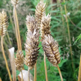 Chubby Ostka Skomoroska Club Wheat spikes mature and ready for harvest - field view