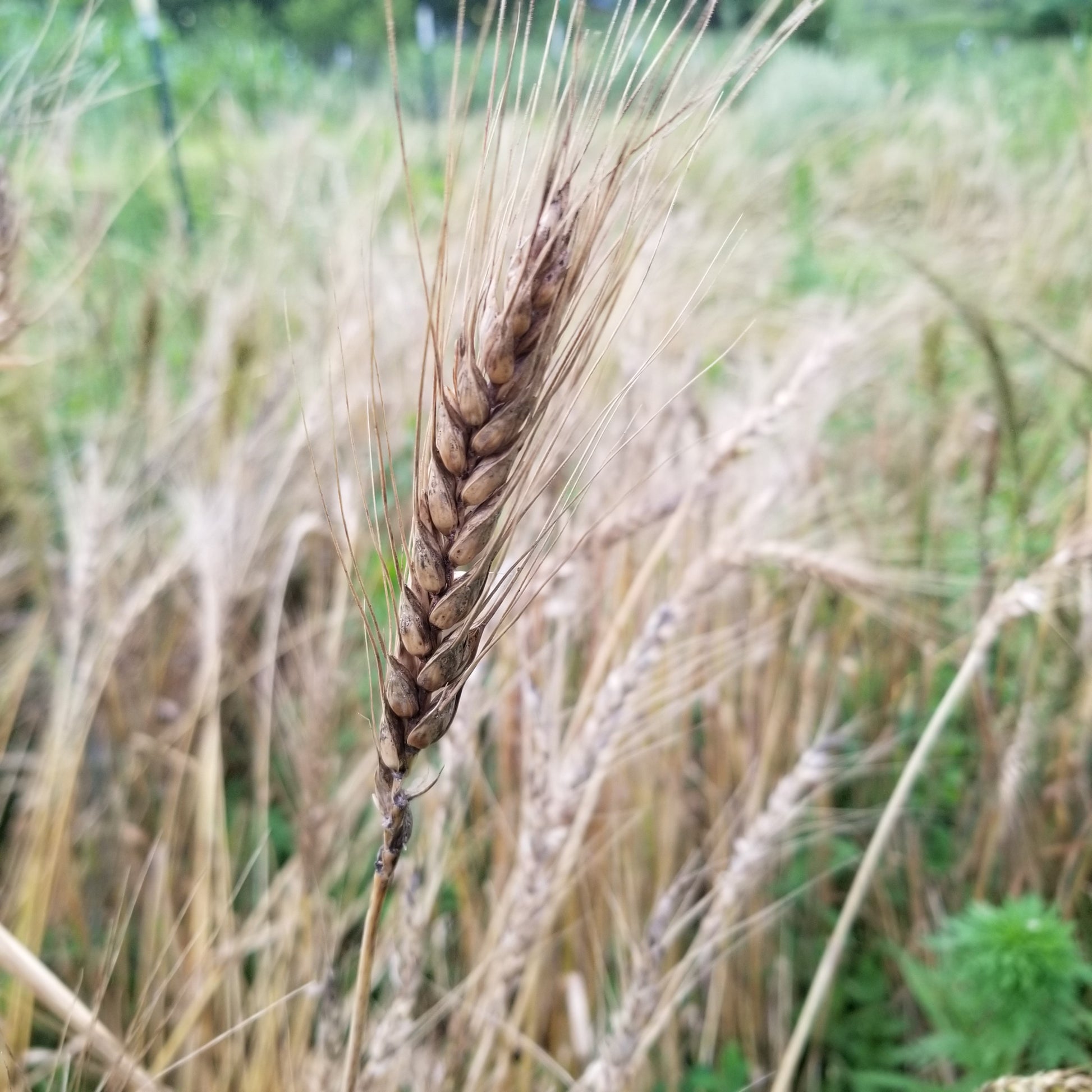 Poltavka Wheat