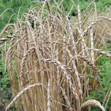 A close plot view of Bregenzer Roter Spelz (Spelt) spikes heavy in grain set, near maturity