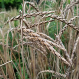 An up-close field view of Bregenzer Roter Spelz (Spelt) spikes, drooping with grain set, near maturity