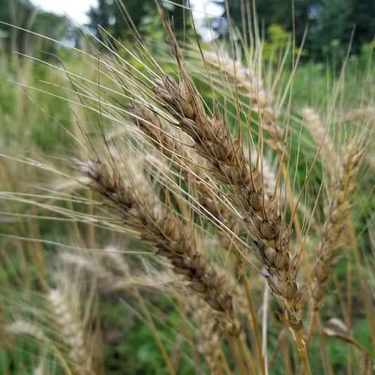 Mature oblong spikes of soft red winter wheat cultivar "Butler" with their beautiful awns - field view