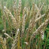 Maris Wigeon Wheat