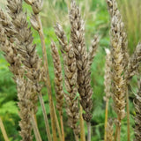 Monon Wheat