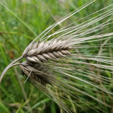 Majestic awned spikes of 6-rowed Dan Barley - a HULL-LESS winter cultivar! Field view