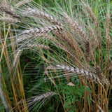 Graceful awned spikes of Lasko Triticale heavy with grain mature and ready for harvest - field view
