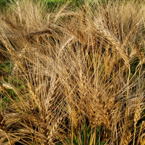 Michigan Short South Wheat