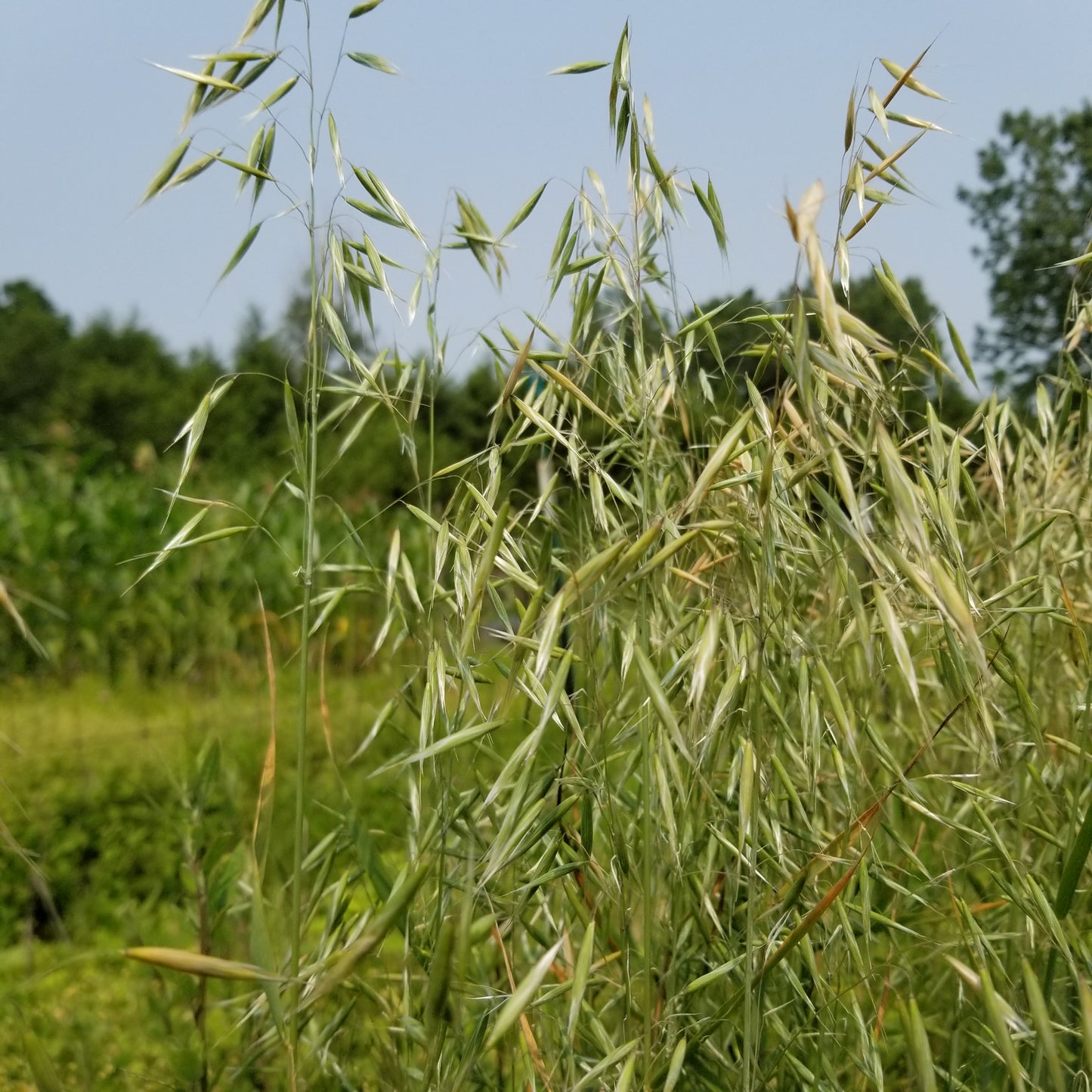 Kleiner Nackthafer Hull-less Oats (Small Naked Oats)