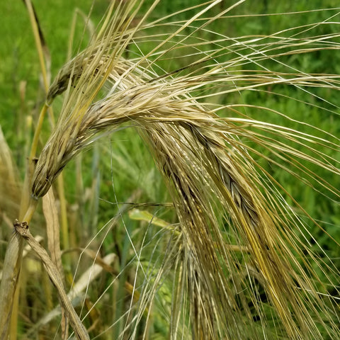 Trysilbygg Barley