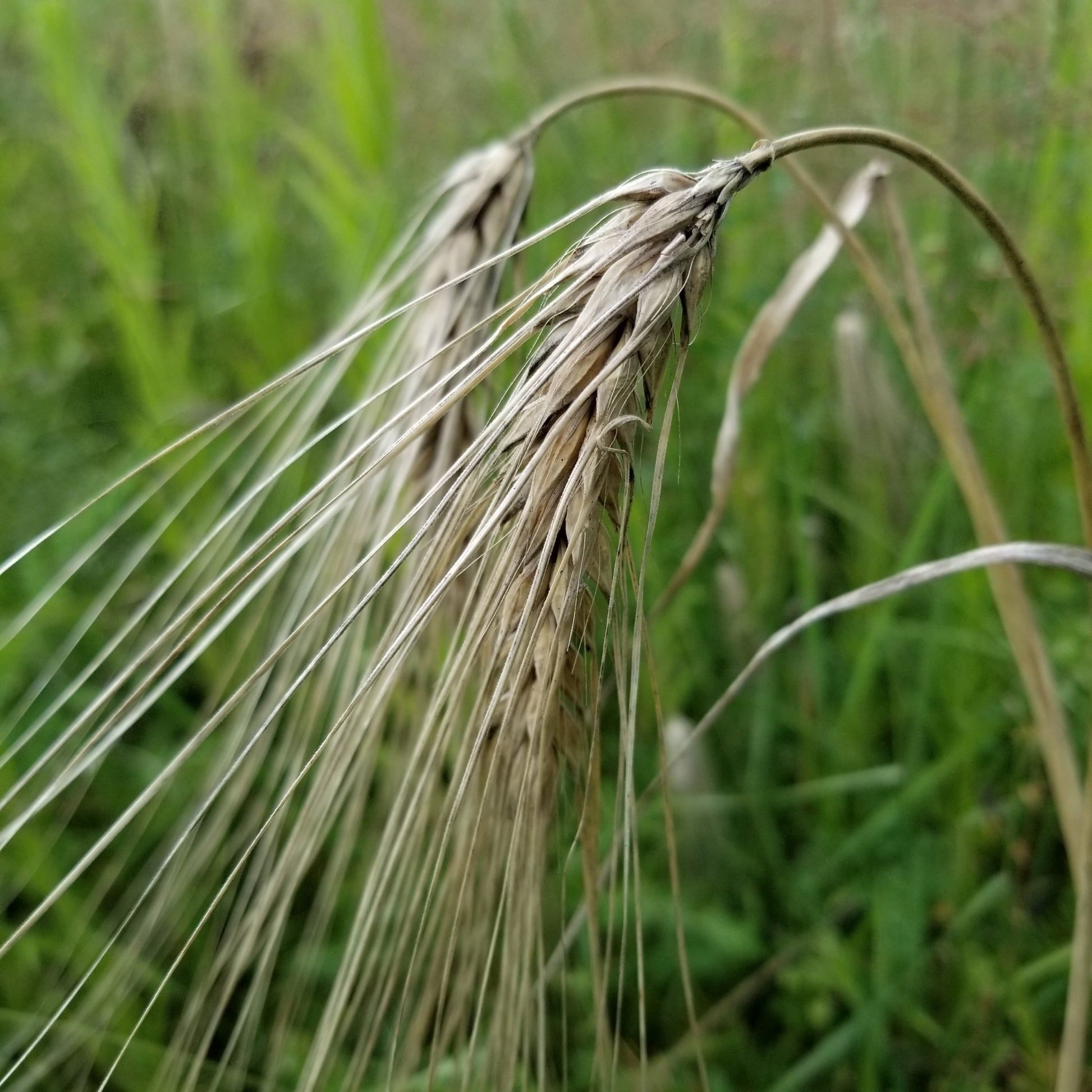 Fimbul Barley