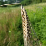 Wintermalt Barley