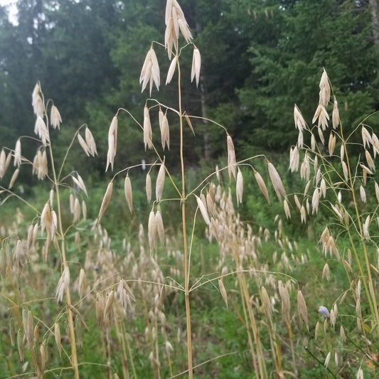 Nusso Hull-less Oats