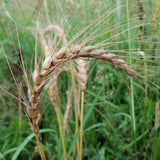 Jacoby Borstvete Wheat has very long awns - field view of mature spikes