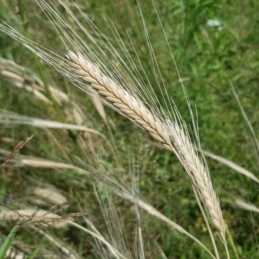 20210726 Einkorn (Fall Planted) White Einkorn