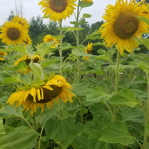 Homestead Oilseed Sunflowers